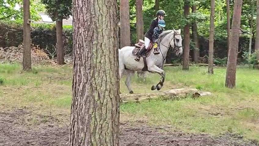 Jument d'exception en saut d'obstacles + excellent &eacute;lev