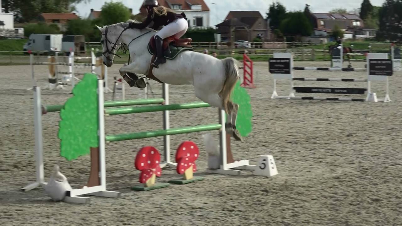 Jument d'exception en saut d'obstacles + excellent &eacute;lev