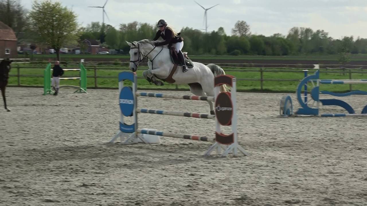 Jument d'exception en saut d'obstacles + excellent &eacute;lev