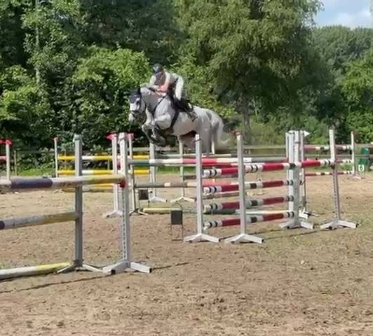 Jument d'exception en saut d'obstacles + excellent &eacute;lev