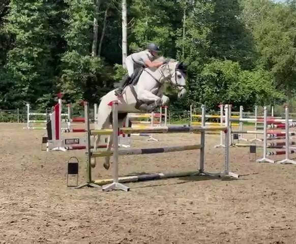 Jument d'exception en saut d'obstacles + excellent &eacute;lev