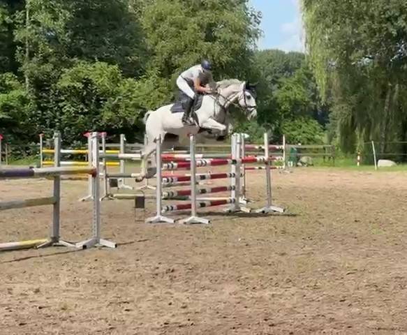 Jument d'exception en saut d'obstacles + excellent &eacute;lev