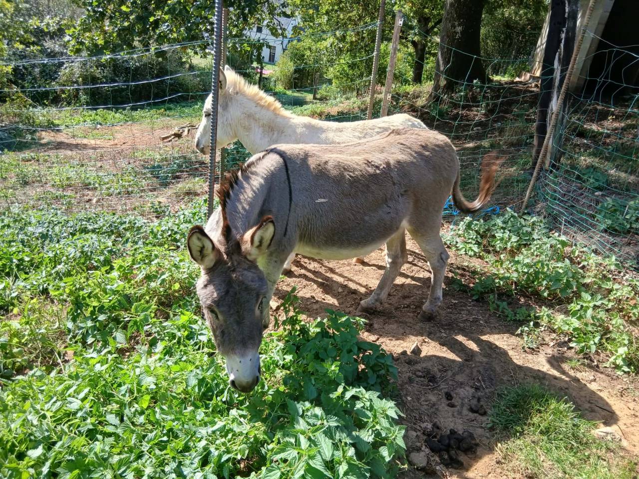 2 &acirc;nes castr&eacute;s &agrave; vendre 
