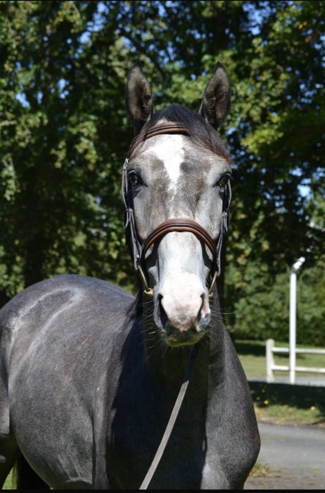 Mustang de Vima - Hongre de 4 ans