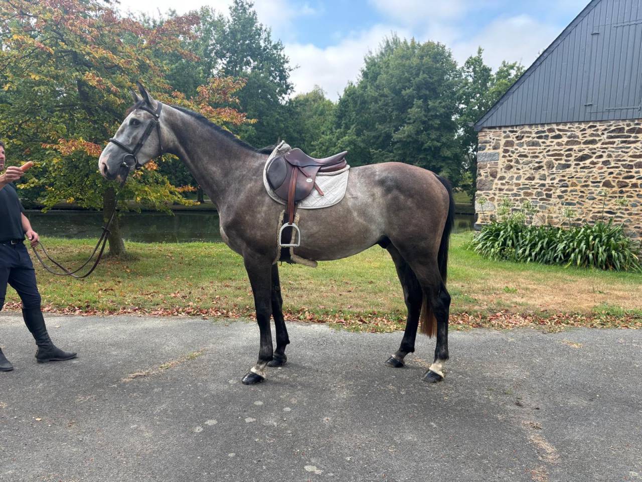 Mustang de Vima - Hongre de 4 ans
