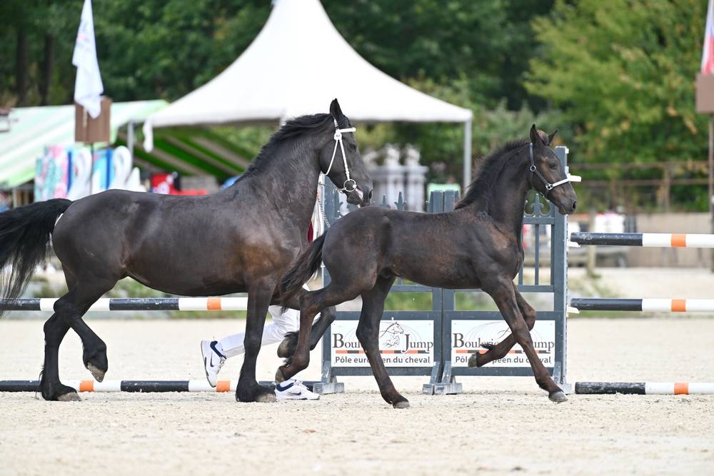 HECTOR DU GRAFFARD poulain frison ne le 13/05/26
