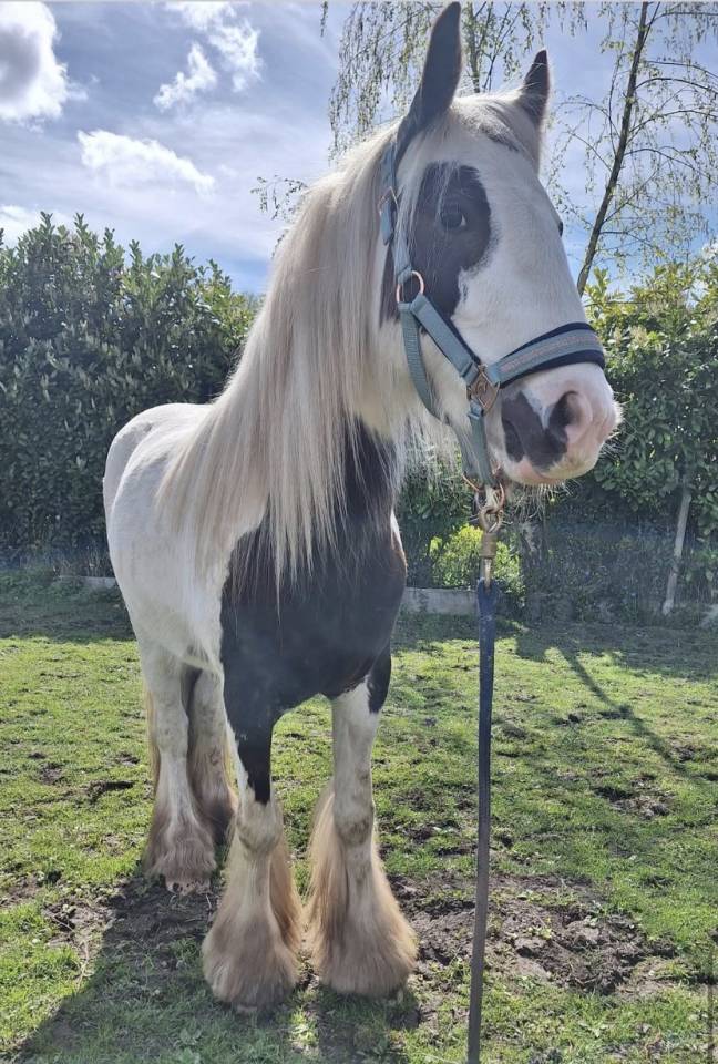 Irish cob ONC