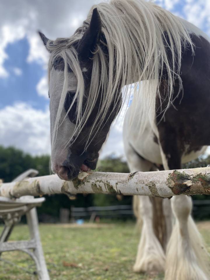 Irish cob ONC