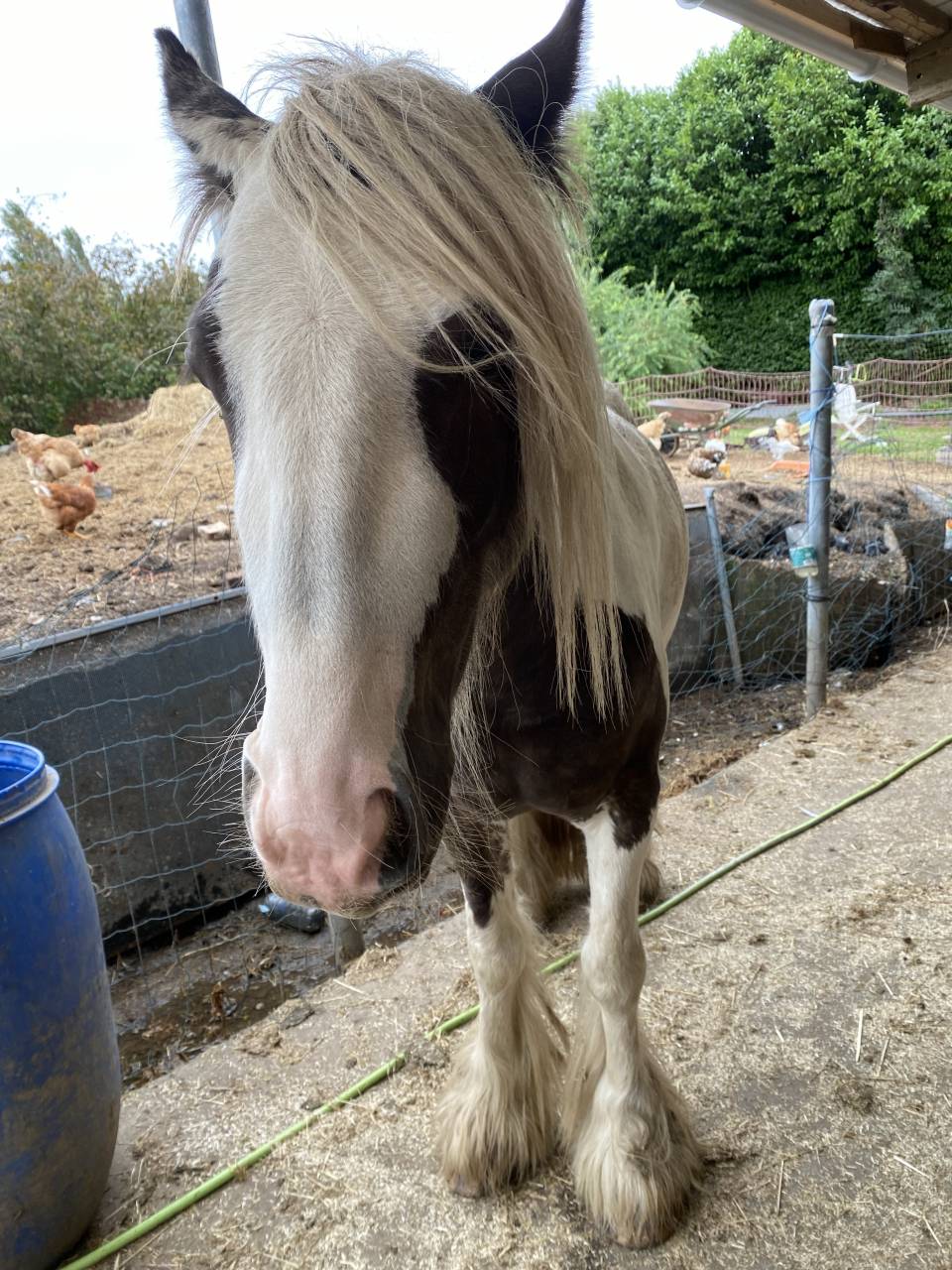 Irish cob ONC