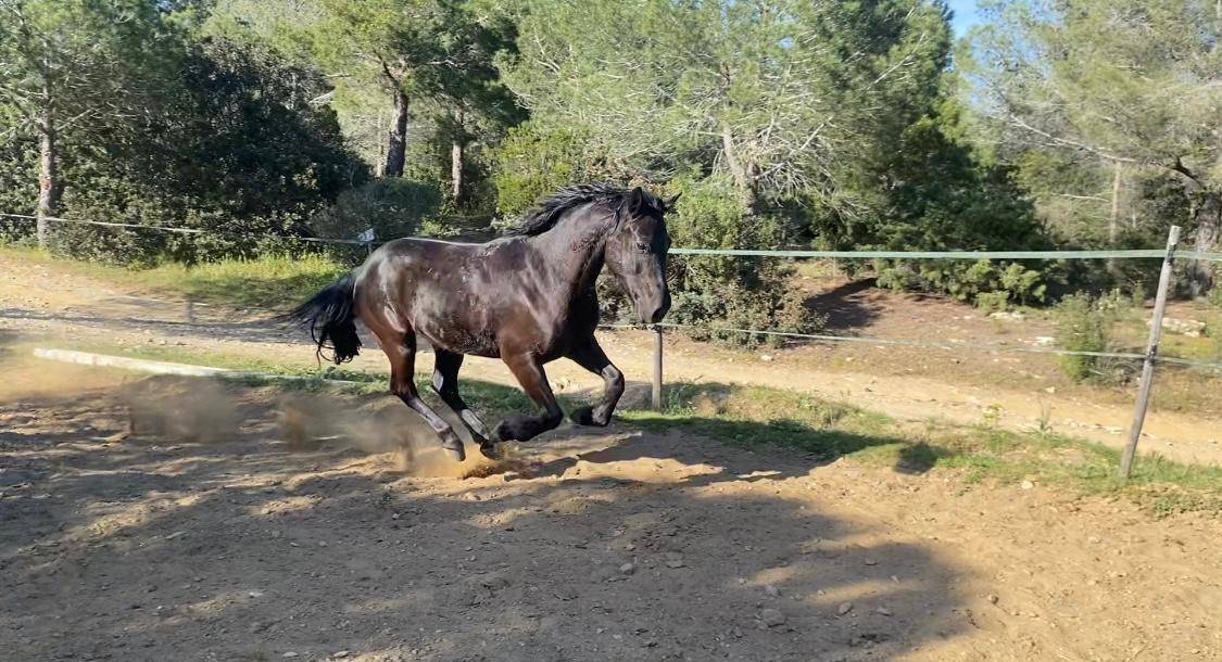 Poney D 7 ans polyvalent tous niveaux