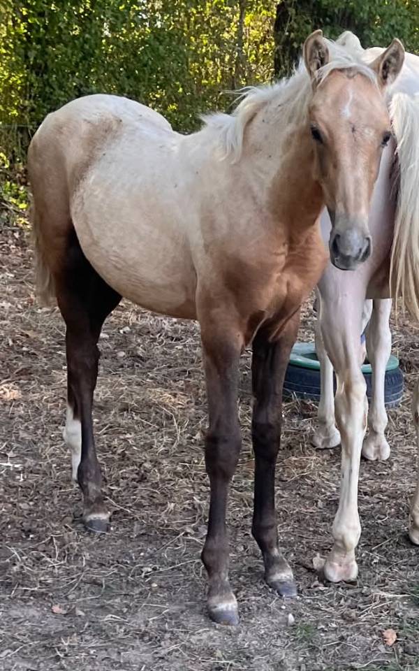 Poulain SF palomino