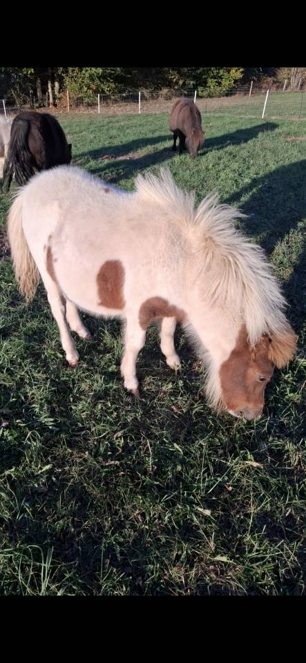 Poulains Shetland 