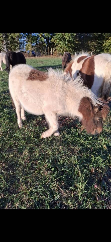 Poulains Shetland 