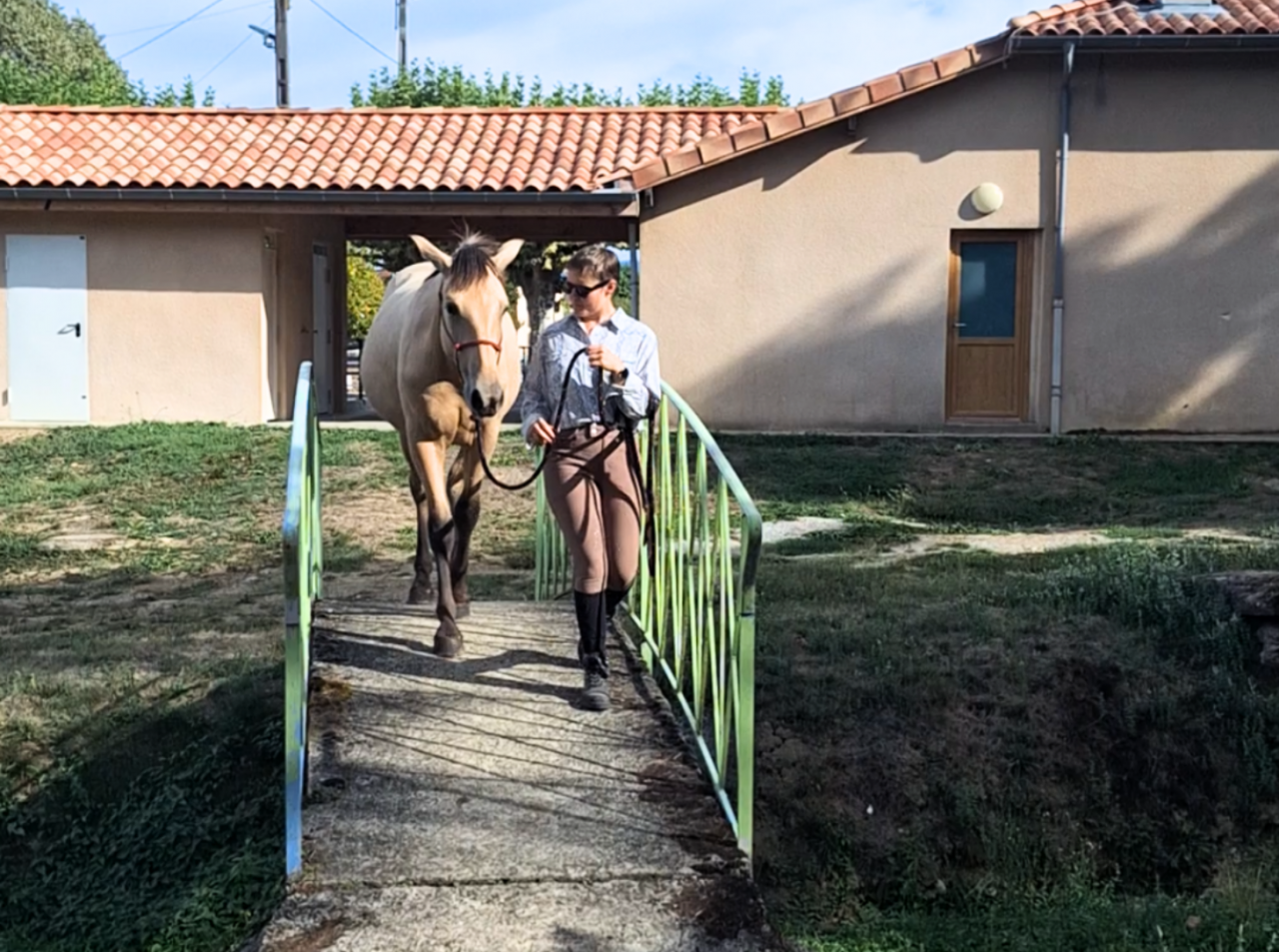Ebra, jeune PRE d&eacute;j&agrave; serein en ext&eacute;rieur