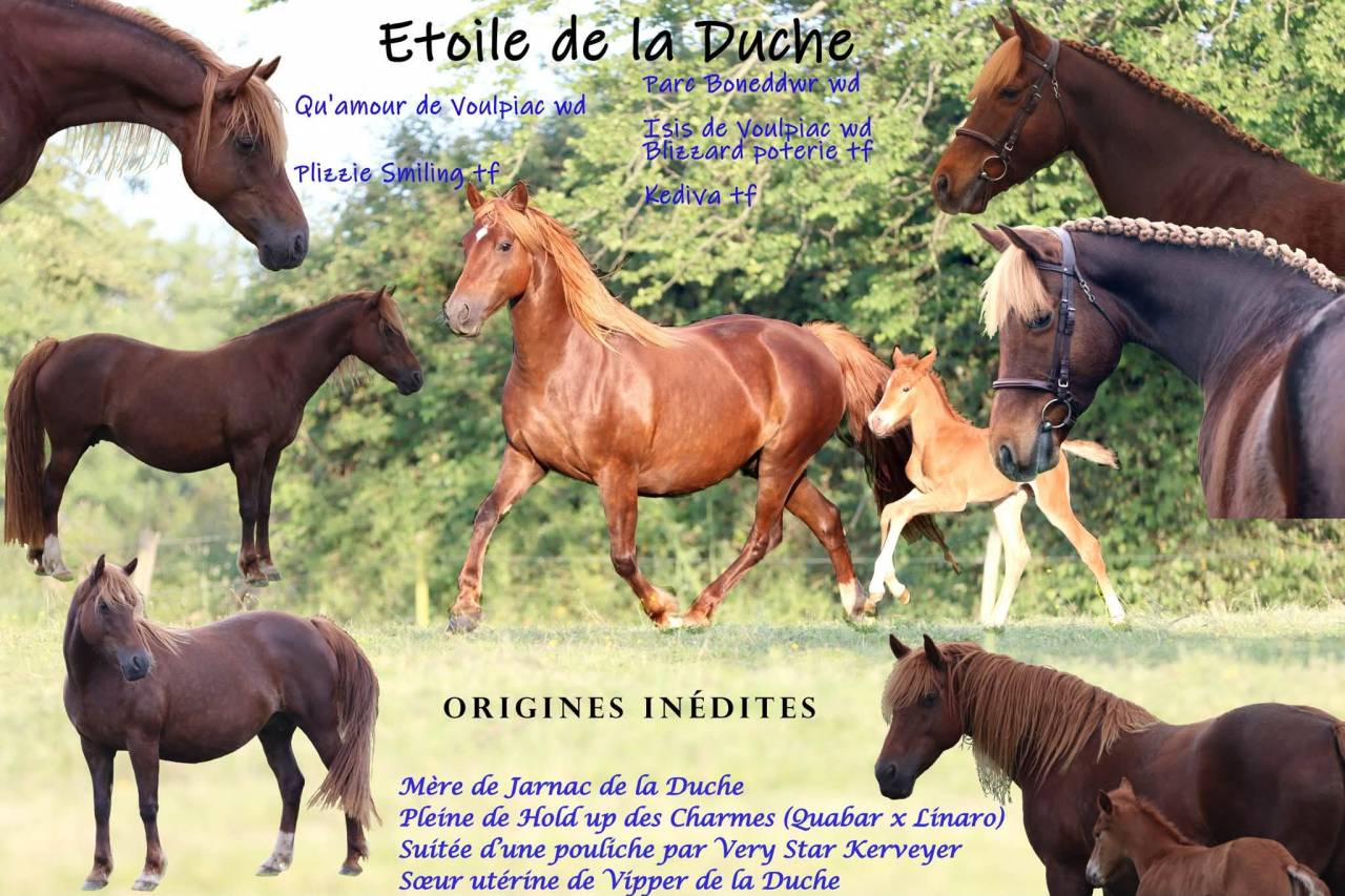 Pouliche PFS 1 an maxi C par Very Star Kerveyer