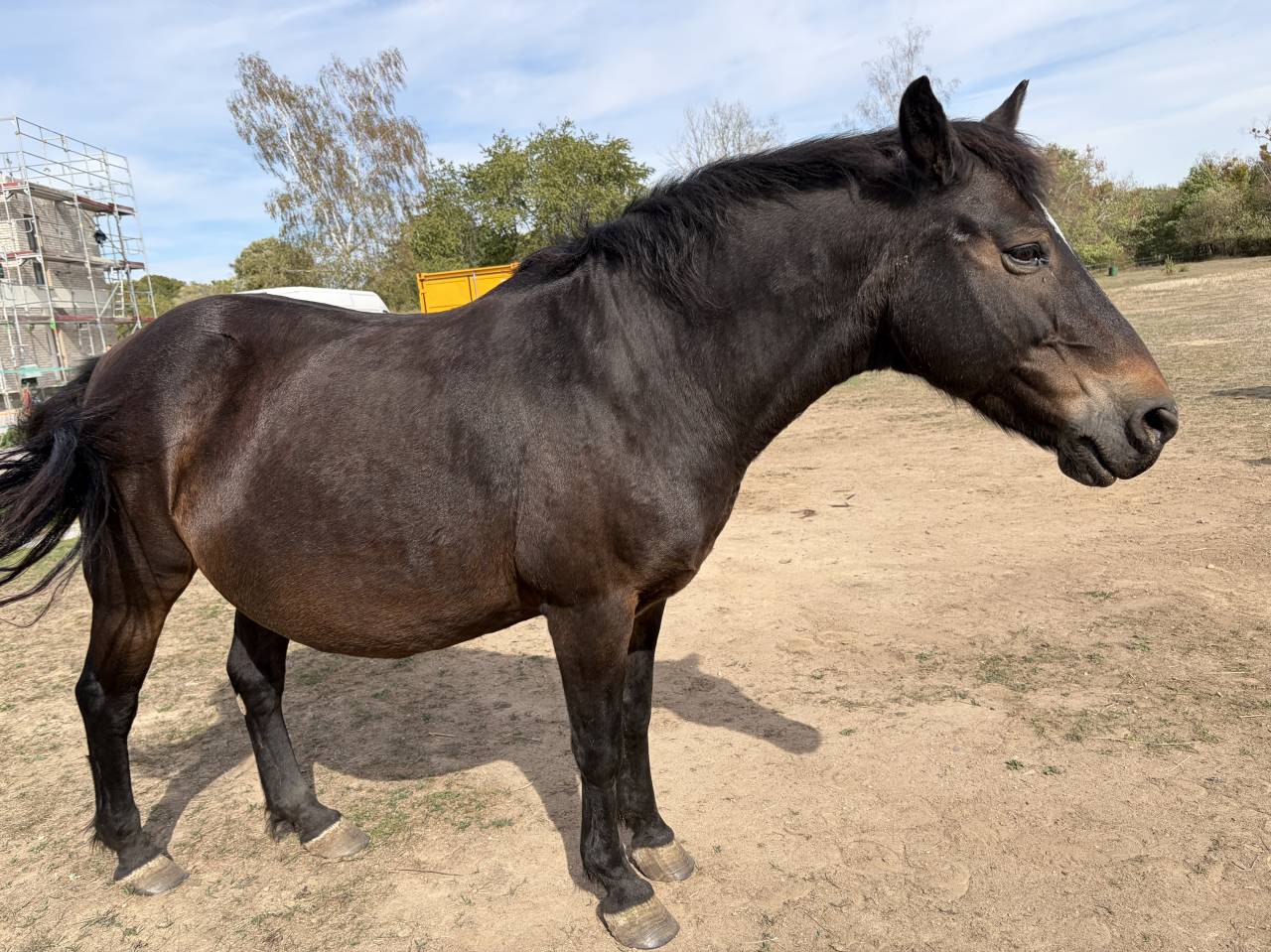 Ponette pleine de Paddynash d&rsquo;haryns