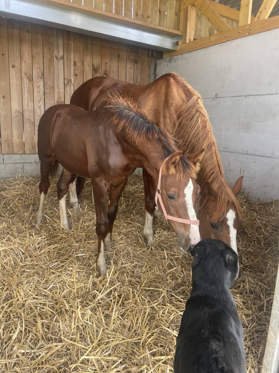 &Agrave; vendre foals de 6 mois par TAALEX