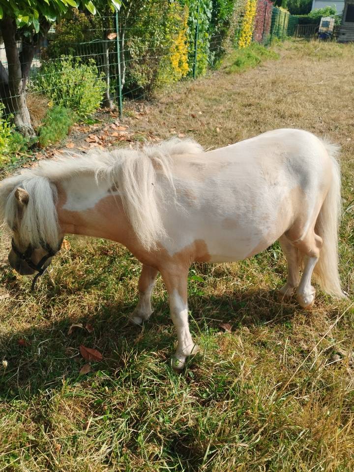 Pouliche pie palomino