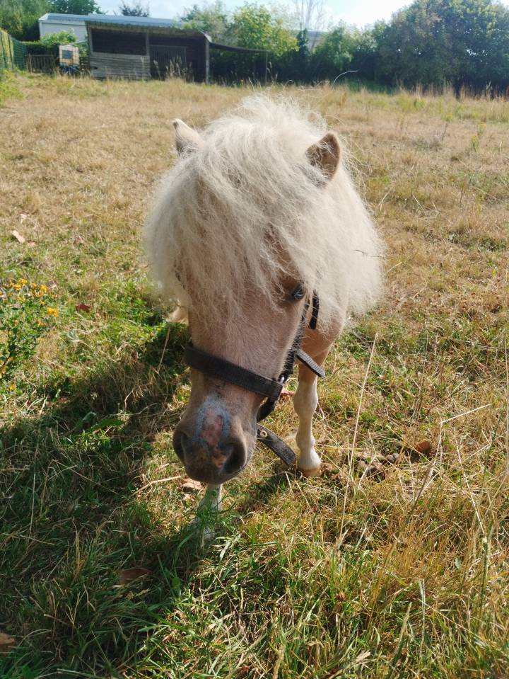 Pouliche pie palomino