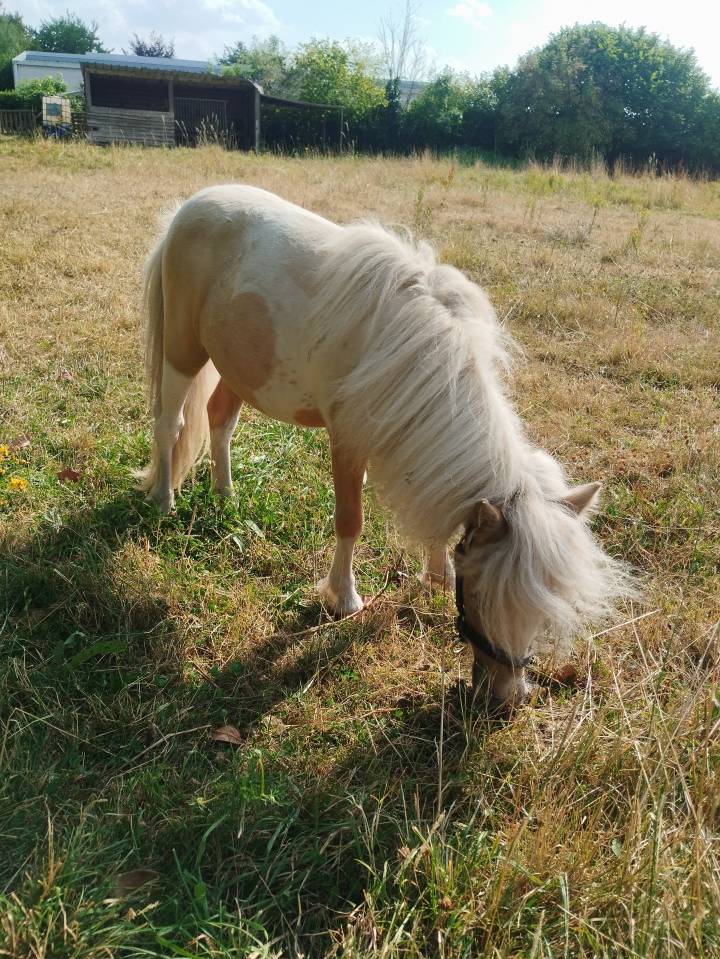 Pouliche pie palomino