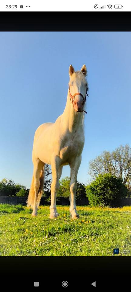 &Eacute;talon cremello