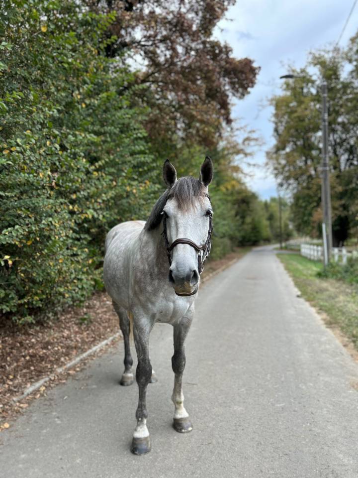 Bwp de 7 ans &agrave; vendre