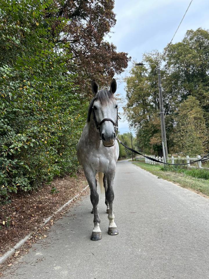 Bwp de 7 ans &agrave; vendre