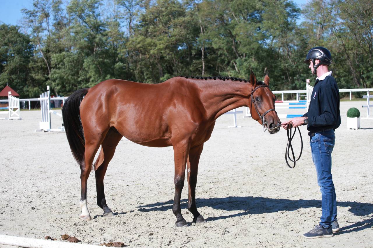 Jeune cheval 3 ans CSO - CCE