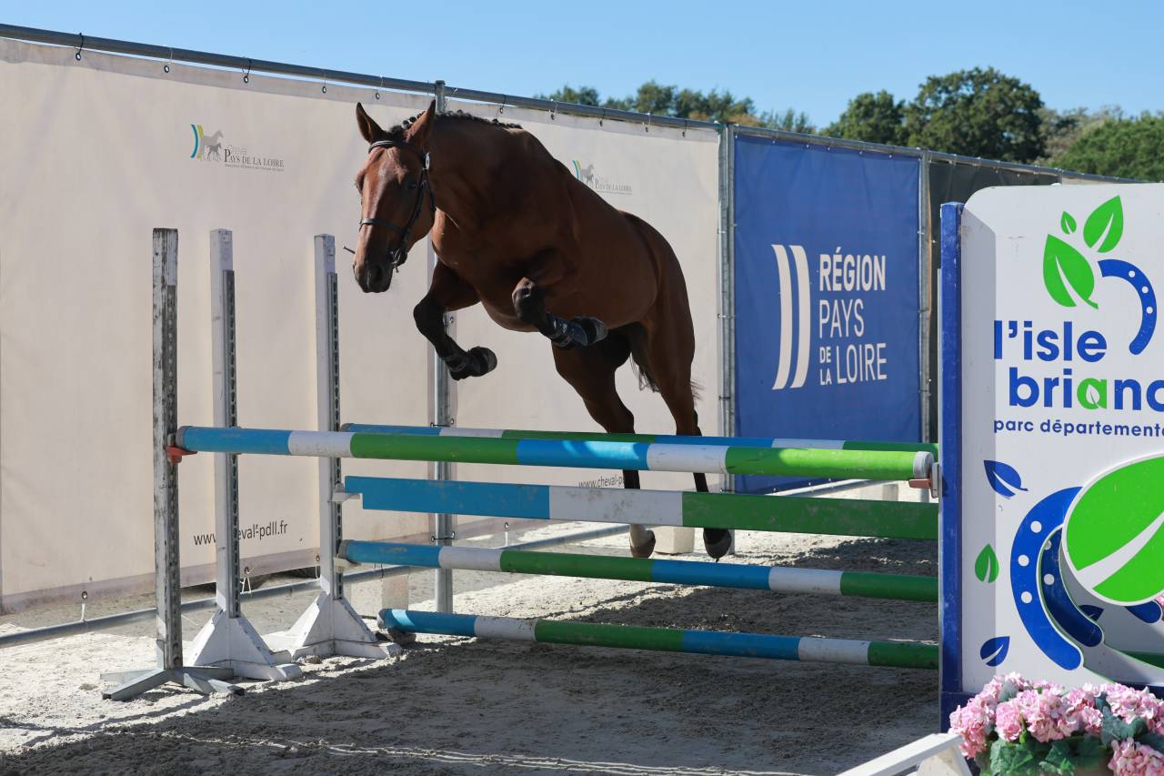 Jeune cheval 3 ans CSO - CCE