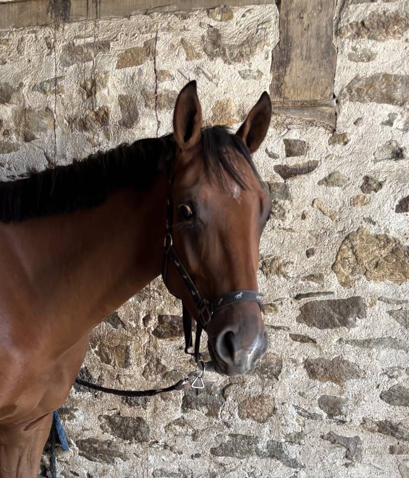 Jeune cheval 3 ans CSO - CCE