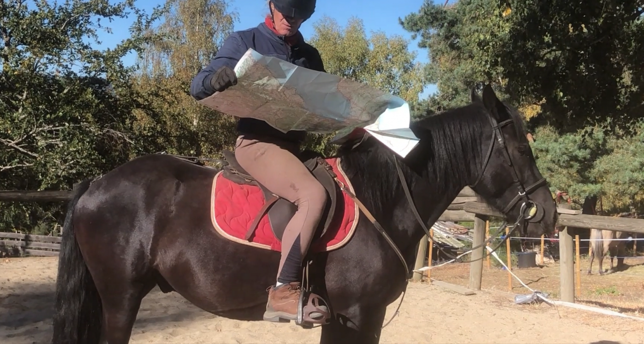 cheval hongre M&eacute;rens dress&eacute;