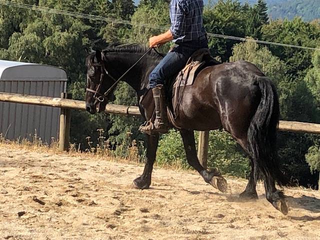 cheval hongre M&eacute;rens dress&eacute;