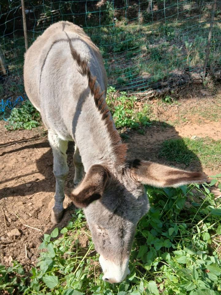 Darwin et Pedro, super duo d'&acirc;nes &agrave; vendre