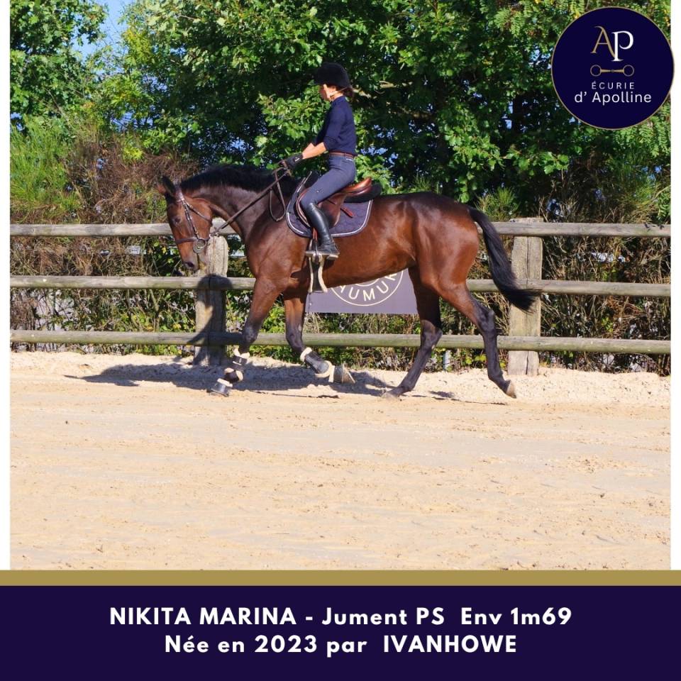 Superbe jument 3 ans top locomotion famille obstacle