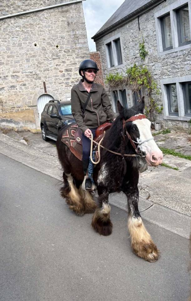 Magnifique Hongre Irish Cob Plein Papier 