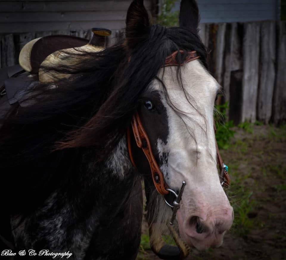 Magnifique Hongre Irish Cob Plein Papier 