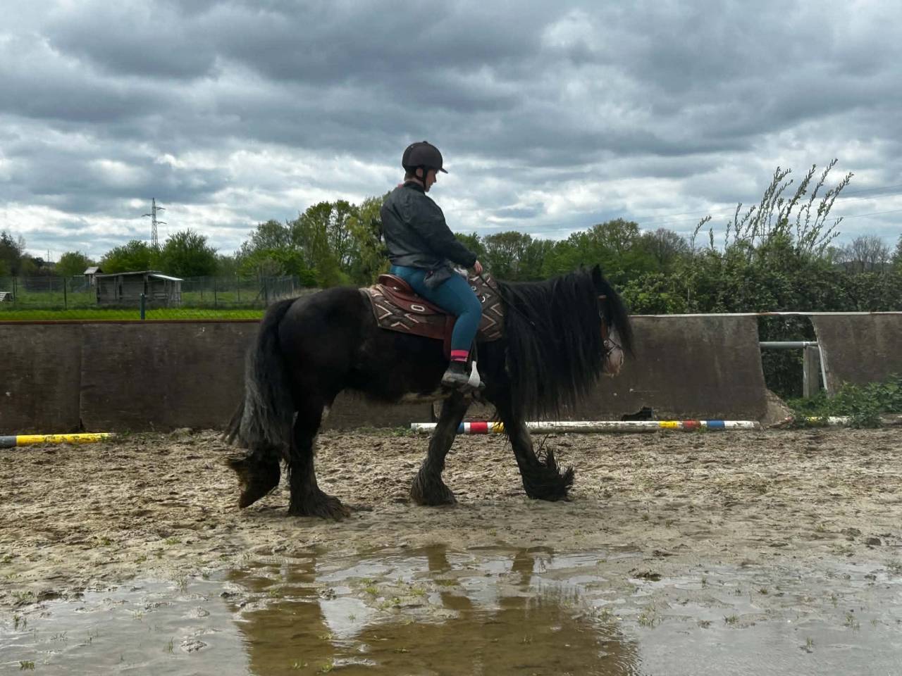 Magnifique Hongre Irish Cob Plein Papier 