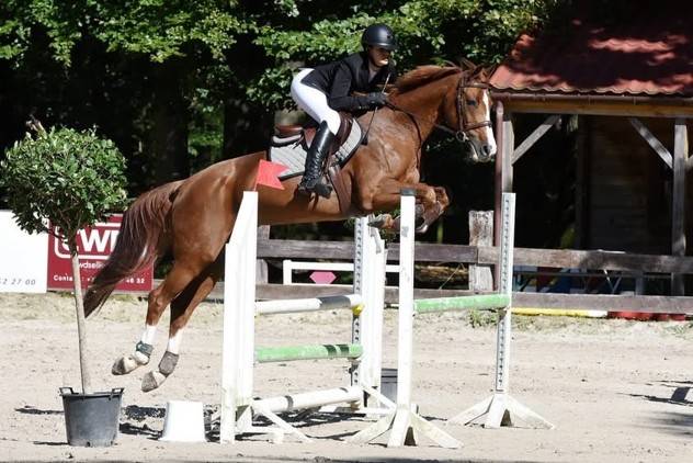 Feniki &mdash; Jument de 16 ans &mdash; 1,67 m &mdash; 6 500 &euro;