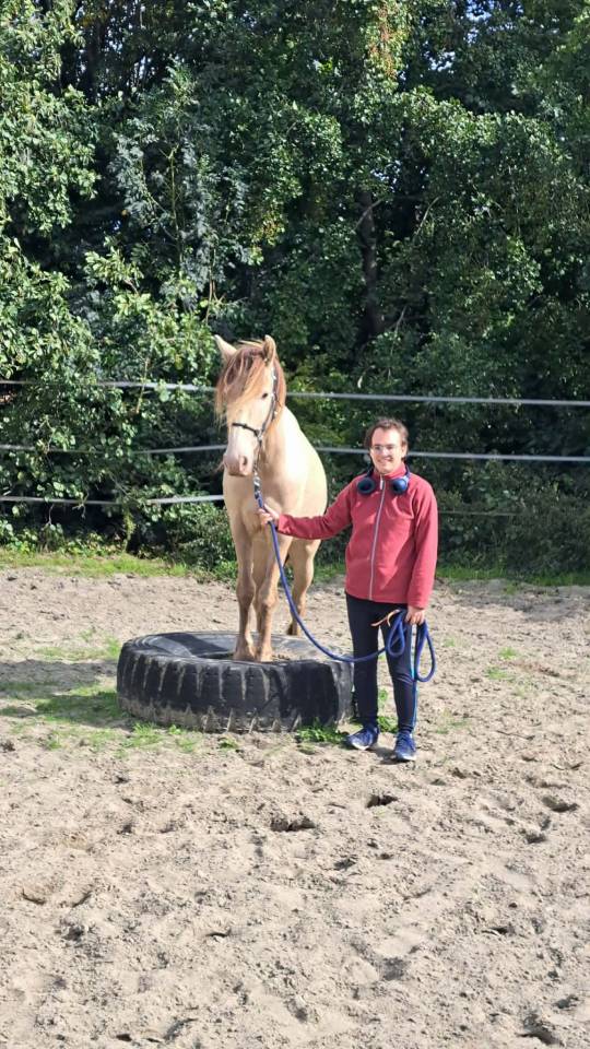 Poney hongre champagne de 3 ans 