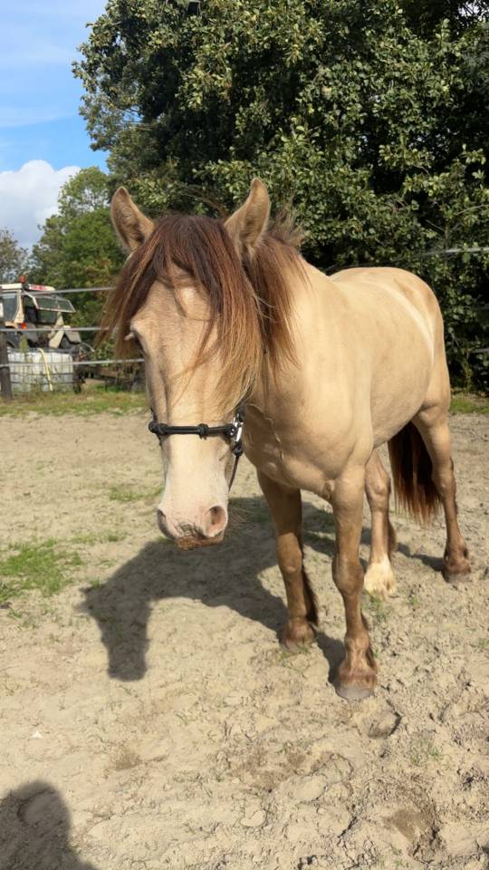 Poney hongre champagne de 3 ans 