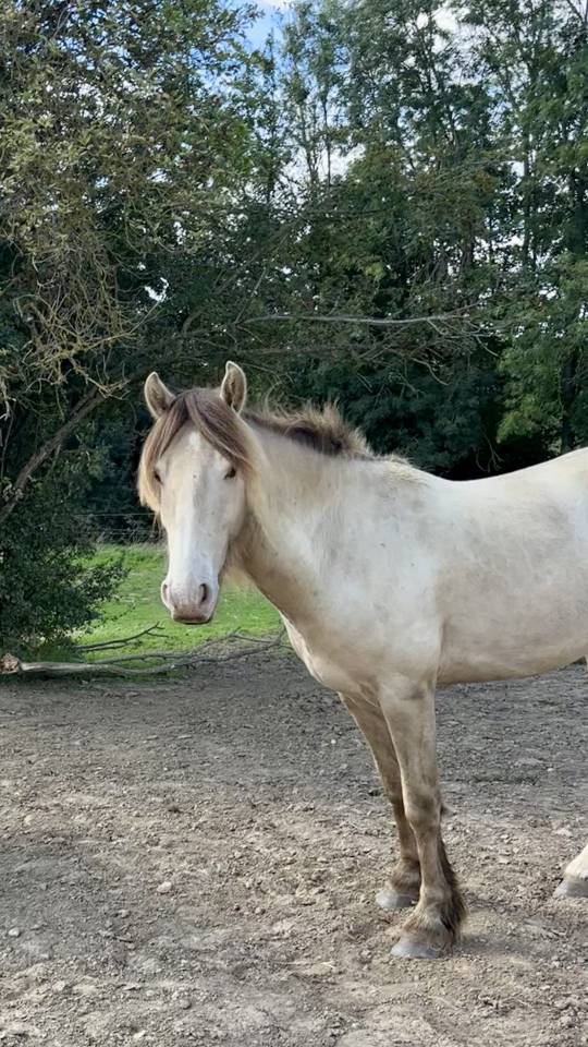 Poney hongre champagne de 3 ans 