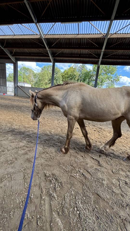 Poney hongre champagne de 3 ans 