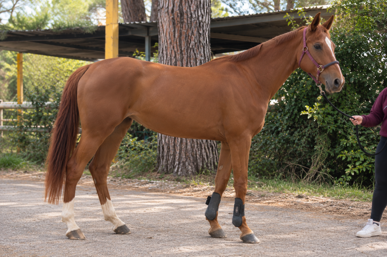 Jument Cheval de Selle Italien A vendre 2020 Bai par SILVER DEUX DE VIRTON