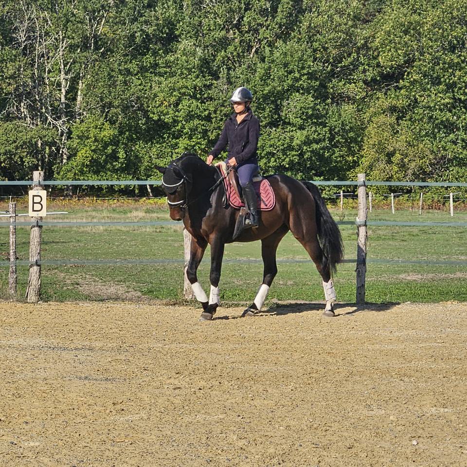 Jeune cheval d'exception de dressage