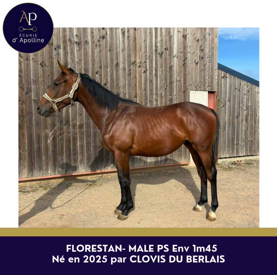 Adorable yearling PS