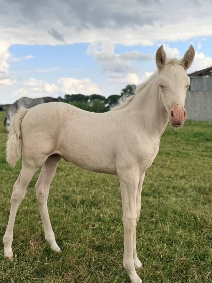 Magnifique pouliche PRE &agrave; vendre