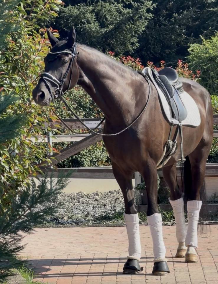 Hongre KWPN Cheval de Sport N&eacute;erlandais A vendre 2020 Bai brun par Ebony