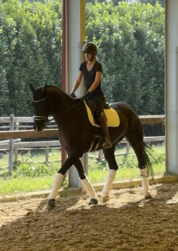 Hongre KWPN Cheval de Sport N&eacute;erlandais A vendre 2020 Bai brun par Ebony