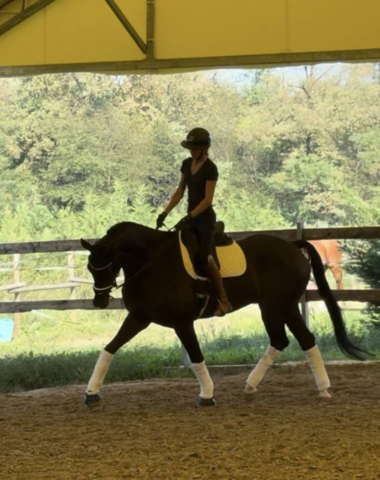 Hongre KWPN Cheval de Sport N&eacute;erlandais A vendre 2020 Bai brun par Ebony