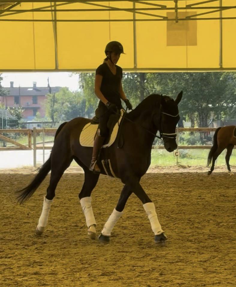 Hongre KWPN Cheval de Sport N&eacute;erlandais A vendre 2020 Bai brun par Ebony